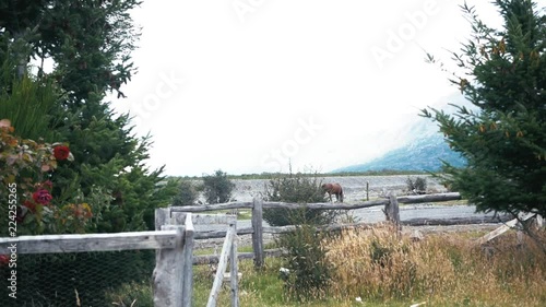 Patagonic horse from Villa o¬¥higgins running wild. photo