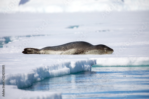 seal sitting on a rock