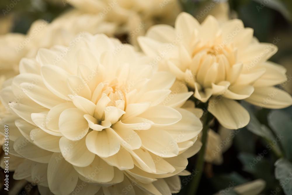 Two yellow dahlias in the garden Two yellow dahlias in the garden