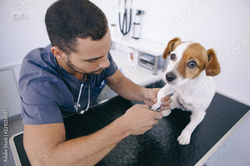 veterinarian trimming a dog nail with medical scissors