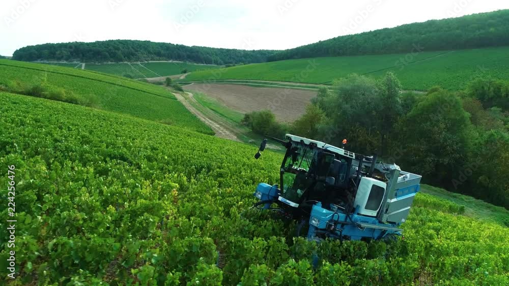 Vendanges dans les vignes Vendanges dans les vignes