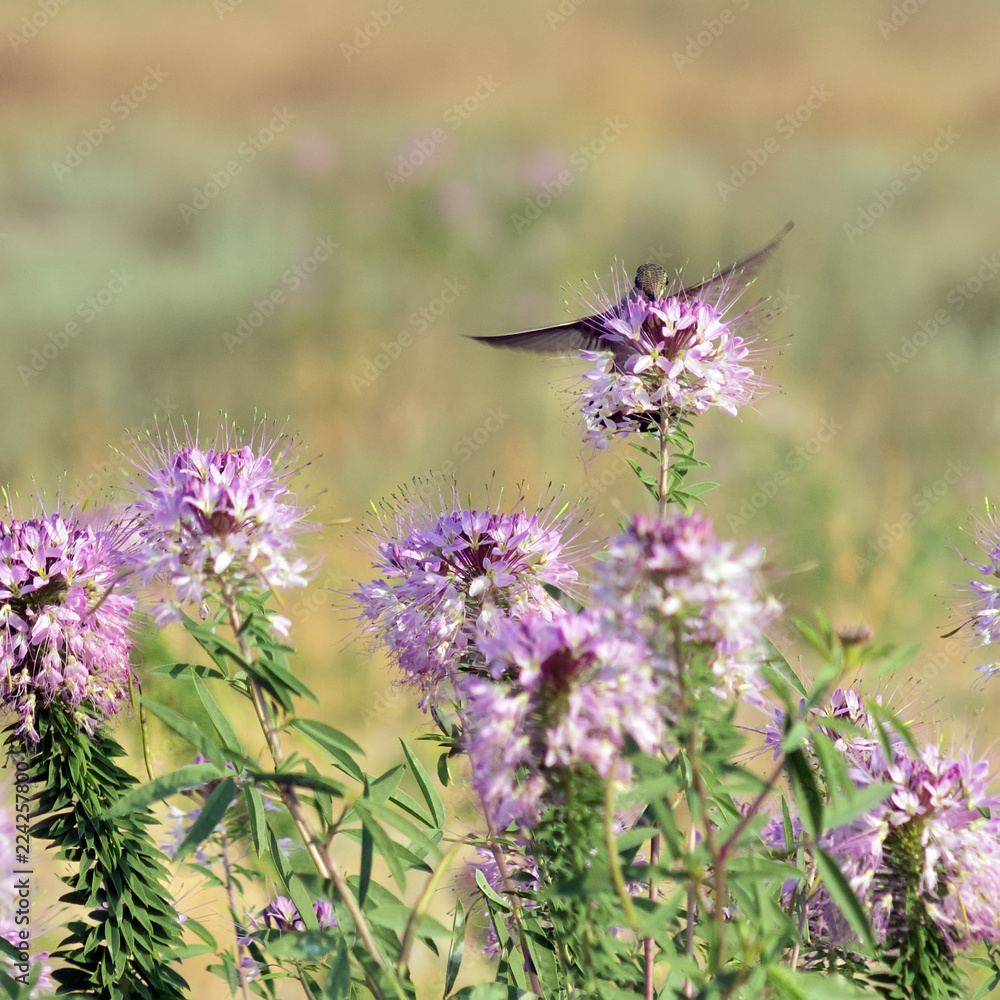 Hummingbirds on wild flowers Rocky Mountain Bee Plant (Cleome serrulata) in the desert Hummingbirds on wild flowers Rocky Mountain Bee Plant (Cleome serrulata) in the desert