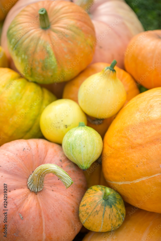 Photo from top of harvest of orange pumpkins Photo from top of harvest of orange pumpkins