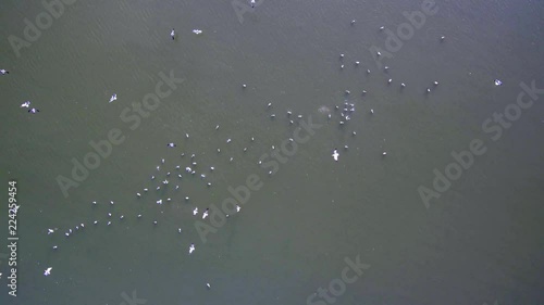 Aerial drone footage of a flock of seagulls taking off and landing on a lagoon