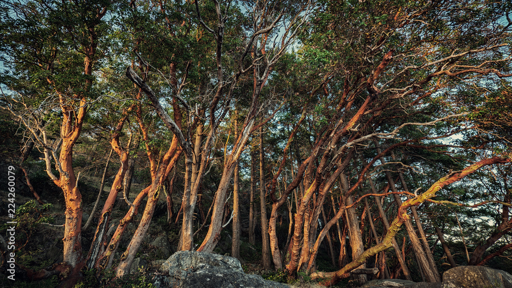 Trees lit by sunset at Francis Point Park on the Sunshine coast in British Columbia, Canada. Trees lit by sunset at Francis Point Park on the Sunshine coast in British Columbia, Canada.