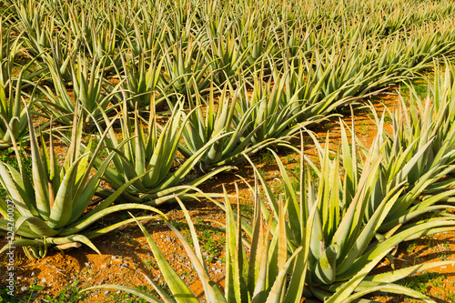 Aloe Vera pharmaceutical plant cultivation. Herbal medical plant field in the Mediterranean island of Crete, Greece © Stockphototrends