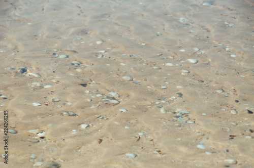 Sea bottom sand and seashells under the layer of water on a hot summer