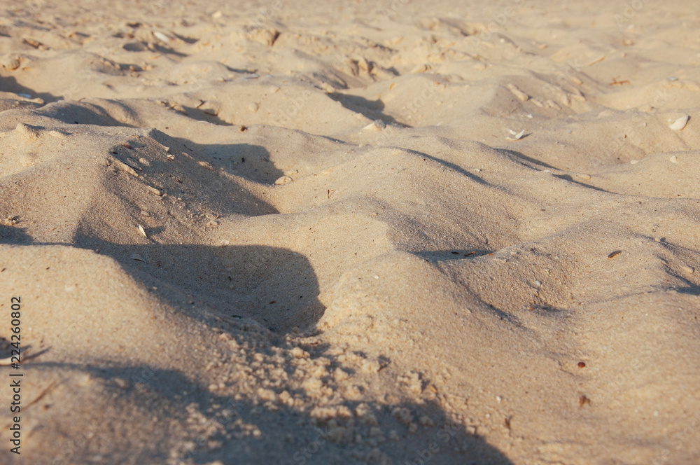 Seashore beach with sand, footprints in the sand, sand and seashells summer Seashore beach with sand, footprints in the sand, sand and seashells summer