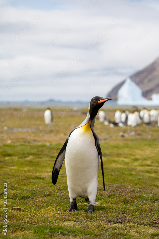 Fototapeta premium penguin in the arctic