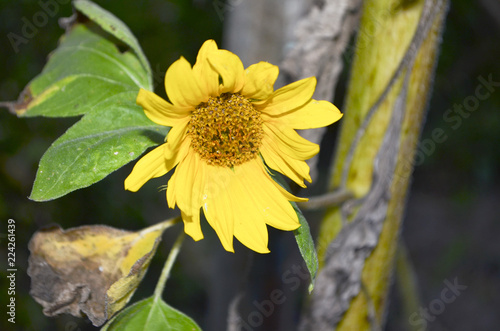 Fototapeta Naklejka Na Ścianę i Meble -  Yellow sunflower flower
