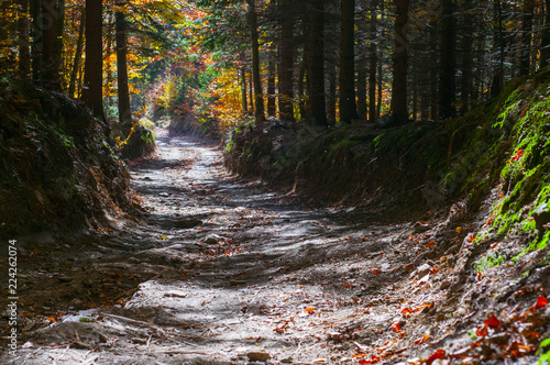 Mountain path in forest Autumn in Jeseníky Mountains, Czech Republic. photo