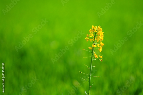 Oil seed rape flowers Brassica napus oleifera, Oilseed rape, Yellow on green background. Close-up. photo