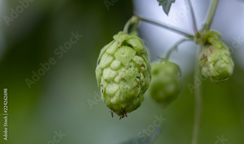 Wild hops, thickets. Hops in the wild flies tall trees