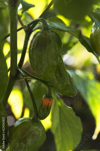 Ghost chili plant with green ghost chilis on branch and leaves in sunshine