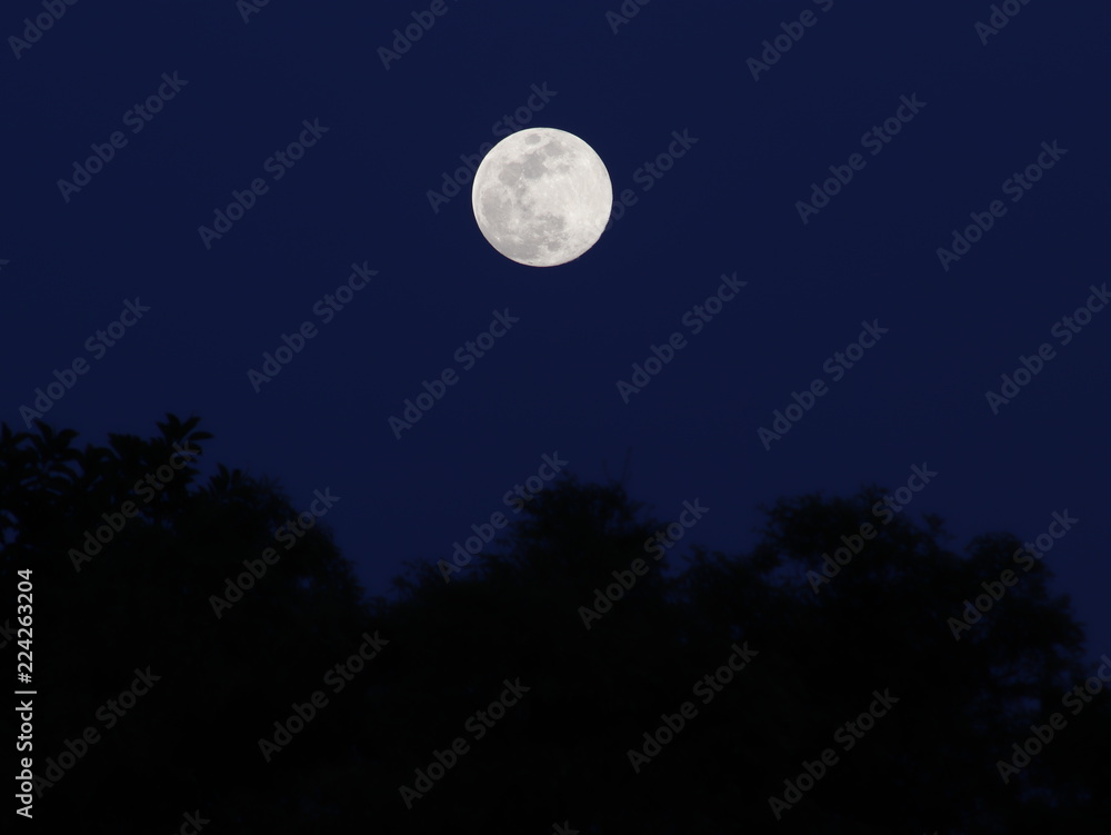 Luna llena sobre bosque