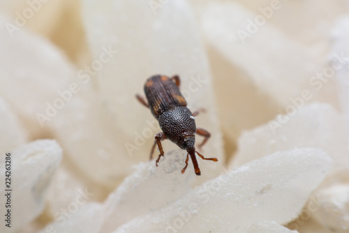 Rice weevil, or science names Sitophilus oryzae close up on white Rice destroyed.