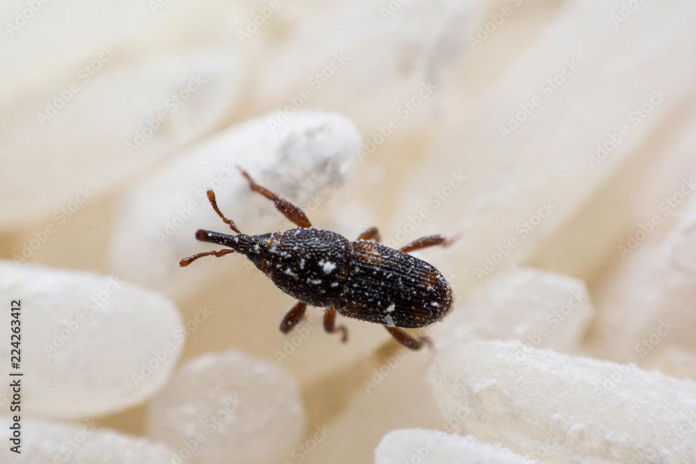 Rice weevil, or science names Sitophilus oryzae close up on white Rice destroyed. Rice weevil, or science names Sitophilus oryzae close up on white Rice destroyed.