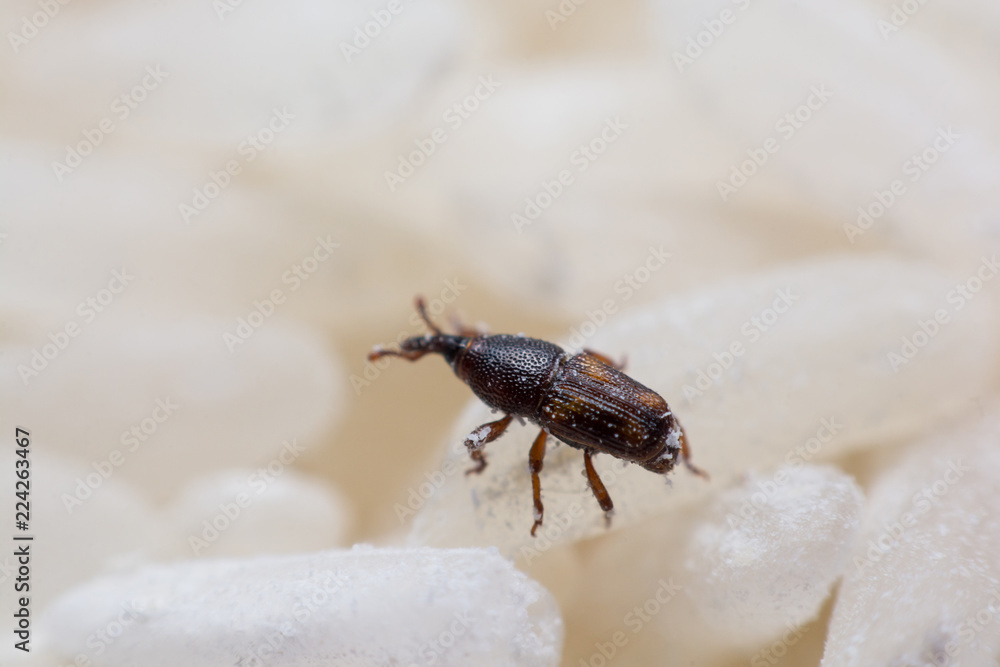 Obraz premium Rice weevil, or science names Sitophilus oryzae close up on white Rice destroyed.