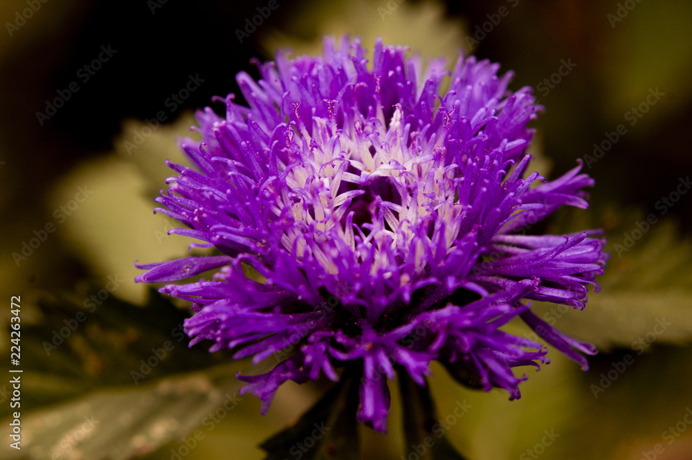 purple thistle flower purple thistle flower