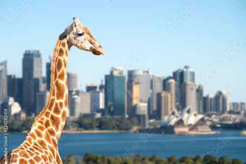 Giraffes overlook Sydney harbour and skyline on a clear summer's day in Sydney, Australia