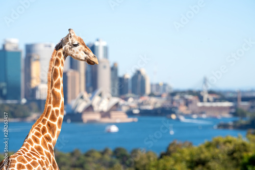 Giraffes overlook Sydney harbour and skyline on a clear summer's day in Sydney, Australia photo