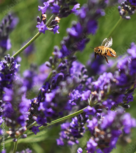 Bee with Purple Flower © Peyton