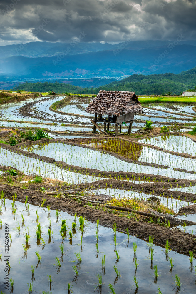 Beautiful Terraced Paddy Field in Mae-Jam Village , Chaing mai Province , Thailand. Pa Pong Piang rice field..