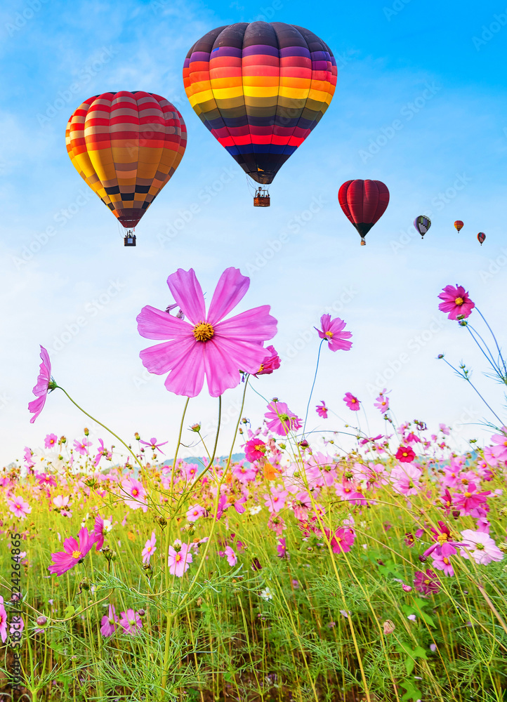 Obraz premium Colorful hot air balloons flying over Cosmos flower field against blue sky, Chiang Rai, Thailand.