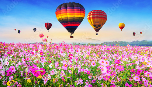 Cosmos flower against blue sky  Chiang Rai  Thailand..Colorful hot air balloons flying over Cosmos flower field against blue sky  Chiang Rai  Thailand.