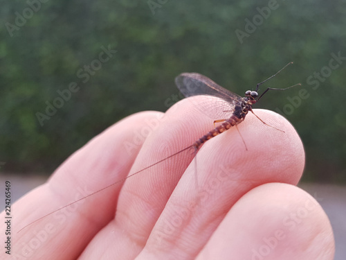 An ephemeral fly perched on the fingers of one hand before taking flight