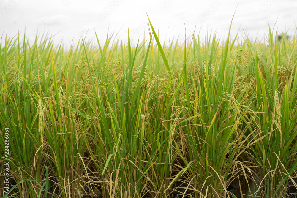 rice field in farmland food