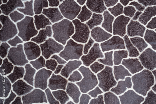 beautiful giraffe texture