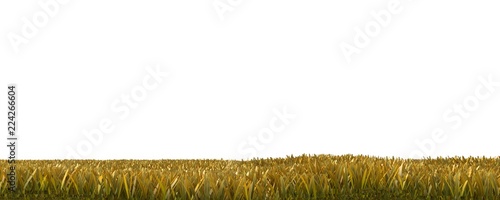 Autumn grass isolated on white background 3D illustration