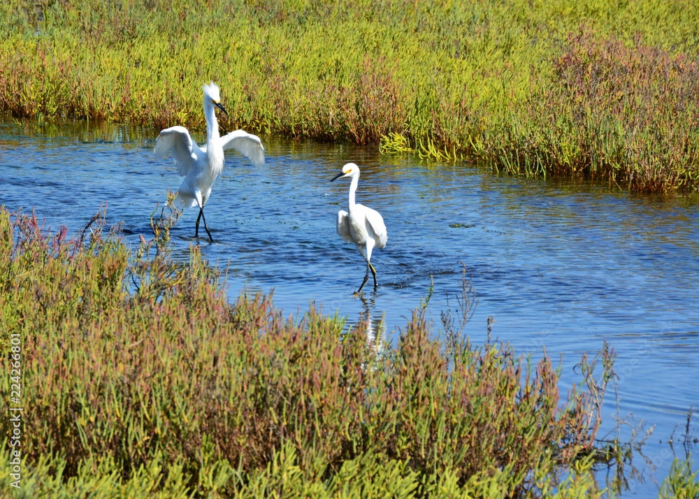 egrets dancing in the lake