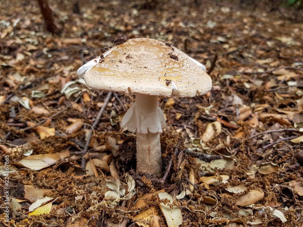 Amanita mushroom in the field growing between the leaves and branches of the soil. Amanita mushroom in the field growing between the leaves and branches of the soil.