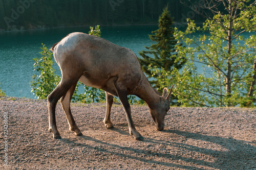 Goat by a lake