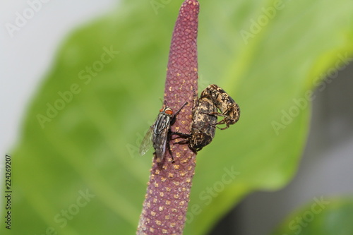 Insect in love
