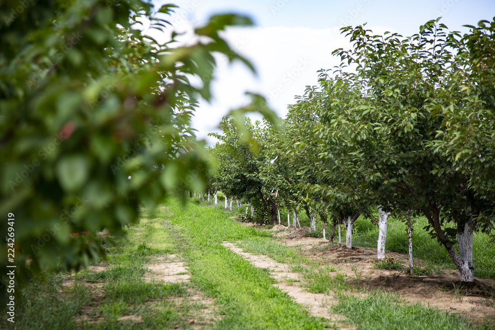 Fruit Trees in Ontario Farm Fruit Trees in Ontario Farm
