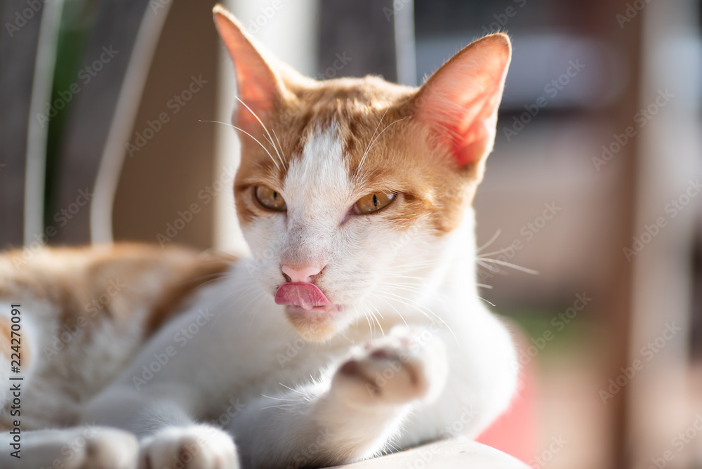 Cute cat is licking and grooming itself on the chair, pet at home Cute cat is licking and grooming itself on the chair, pet at home