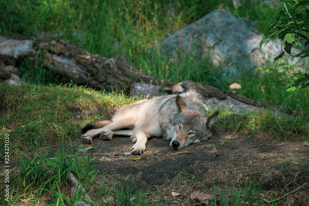 Naklejka premium Wolf napping in the forest