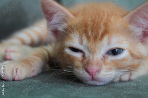  orange kitten with sleep