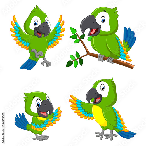 the collection of the green parrots with the different expression 
