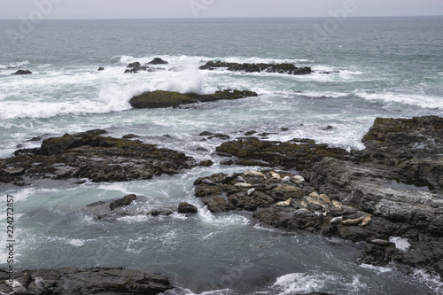 High surf at a Harbor Seal sanctuary on the N. California coast