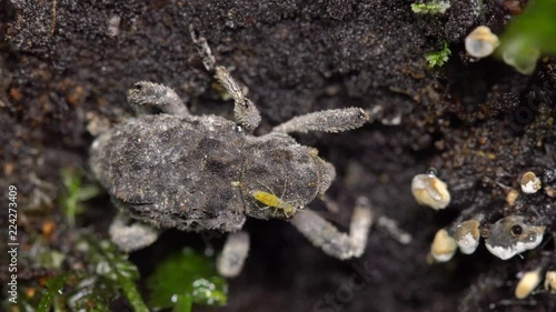 A springtail (Collembola) running around on the back of a weevil. On a decomposing tree trunk on rainforest floor in the Ecuadorian Amazon photo