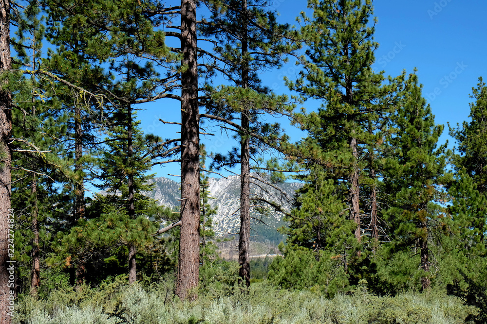 Fototapeta premium Lake Tahoe Beauty