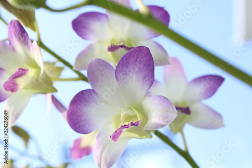 Purple Orchid Background