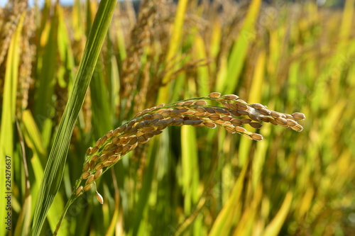 Mature rice in the field photo