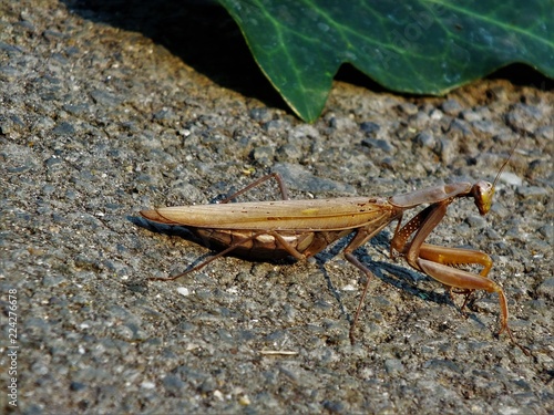 praying mantis