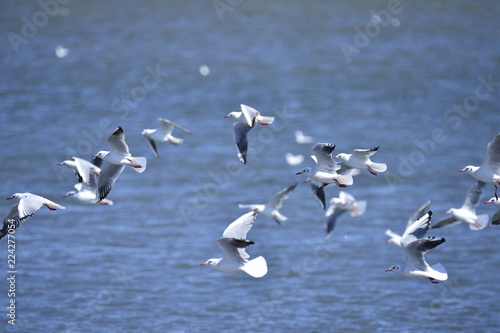 The birds of the sea