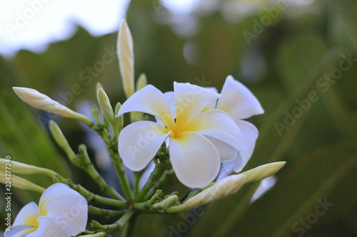 Plumeria and white leaves on the tree.
